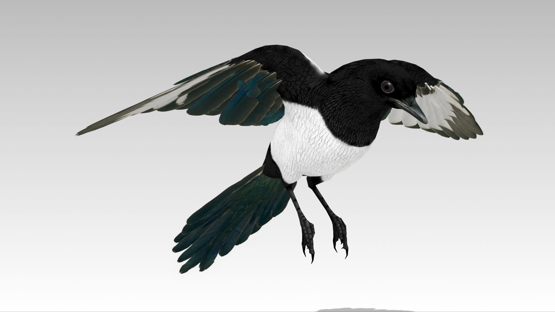 Magpie Low-poly 3D model_7