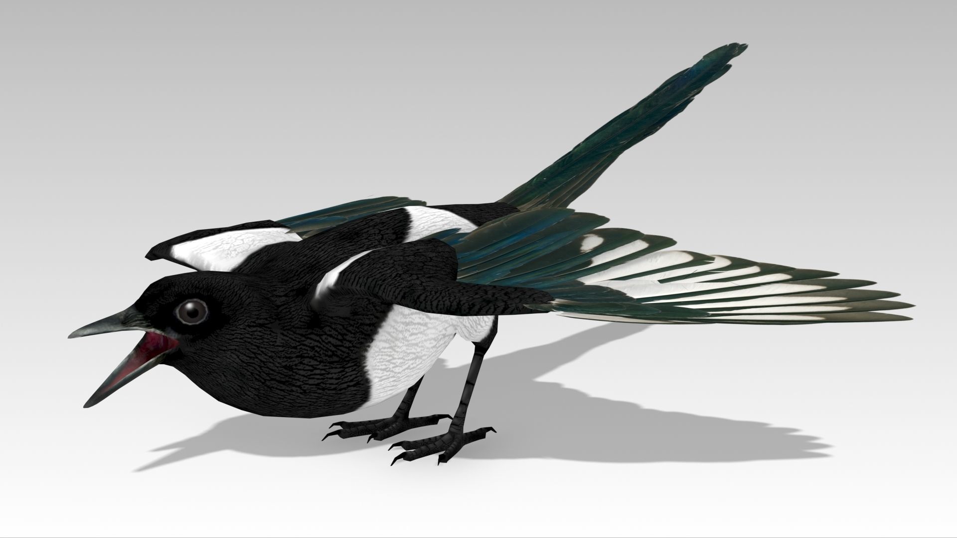 Magpie Low-poly 3D model_4
