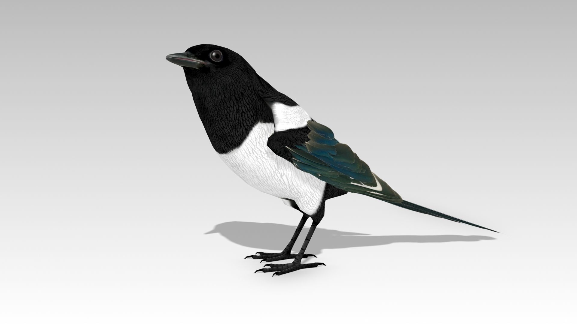Magpie Low-poly 3D model_10