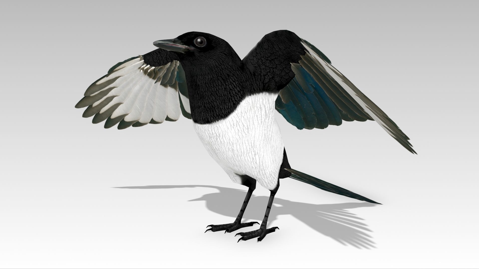 Magpie Low-poly 3D model_3