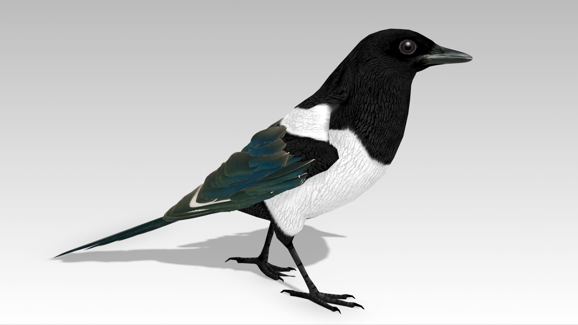 Magpie Low-poly 3D model_11