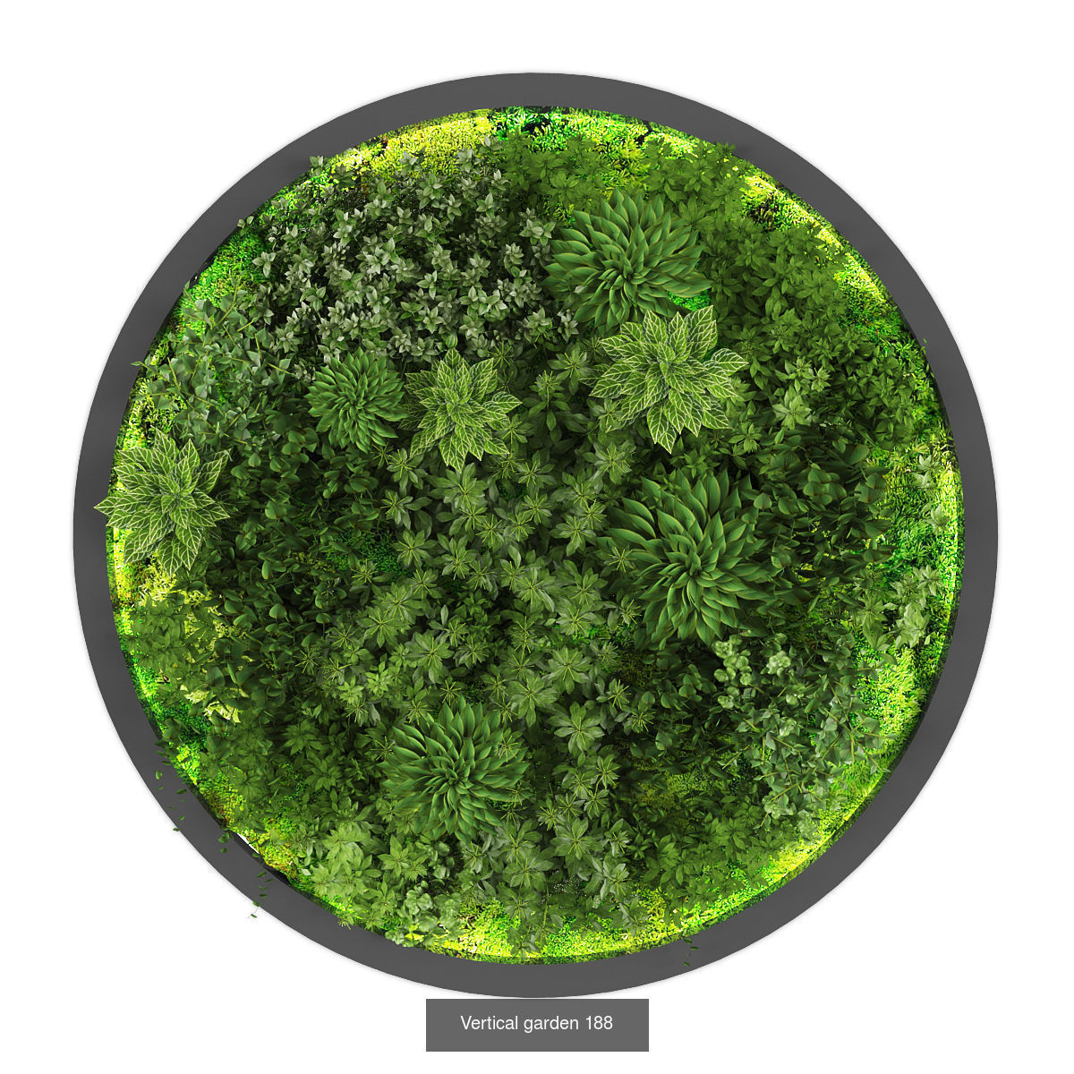 Collection of Vertical garden - 20 _17