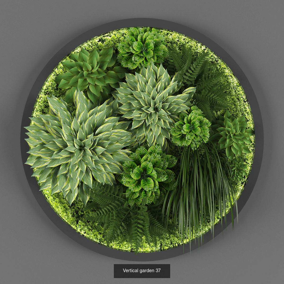 Collection of Vertical garden - 20 _10