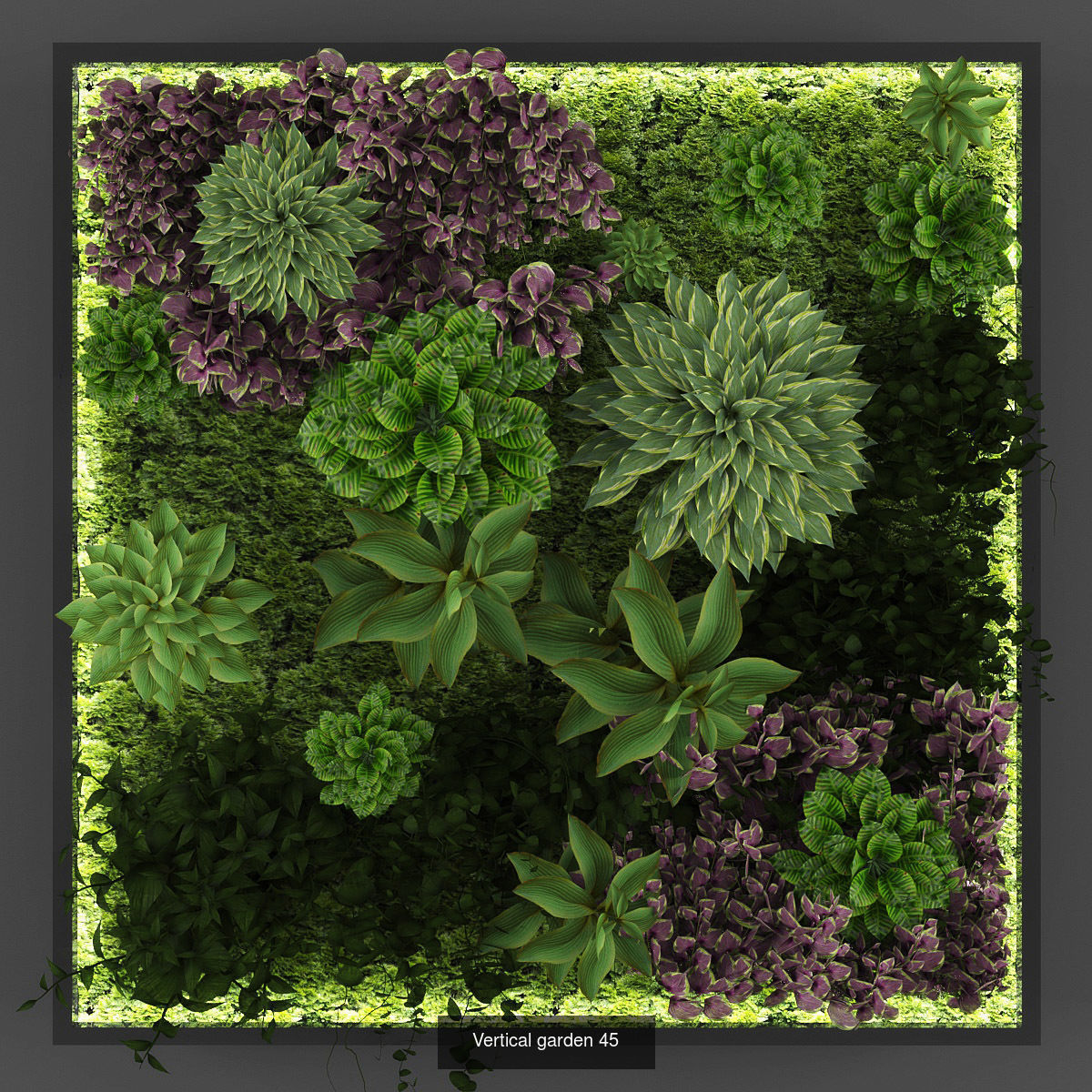 Collection of Vertical garden - 20 _18