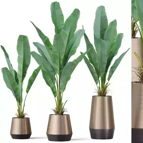 Plants collection 885 3D model
