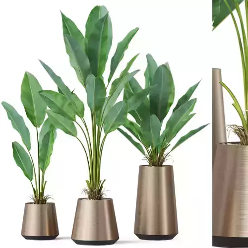 Plants collection 886 3D model