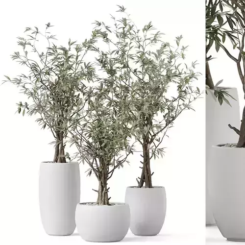 Plants collection 888 3D model