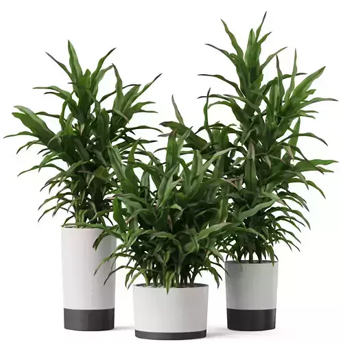 Plants collection 889