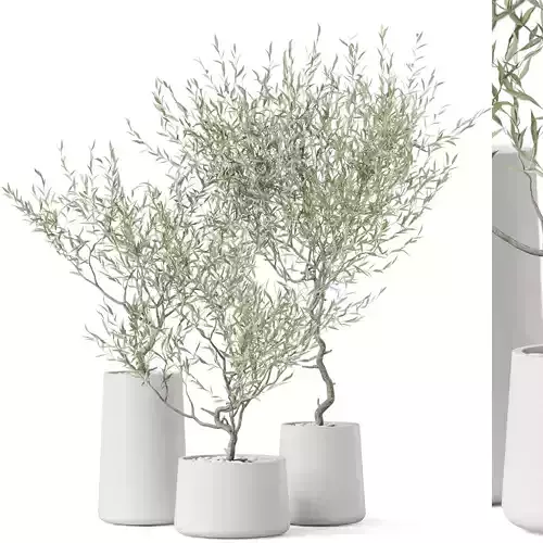 Plants collection 890