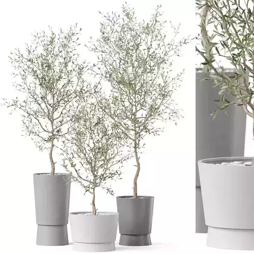 Plants collection 891