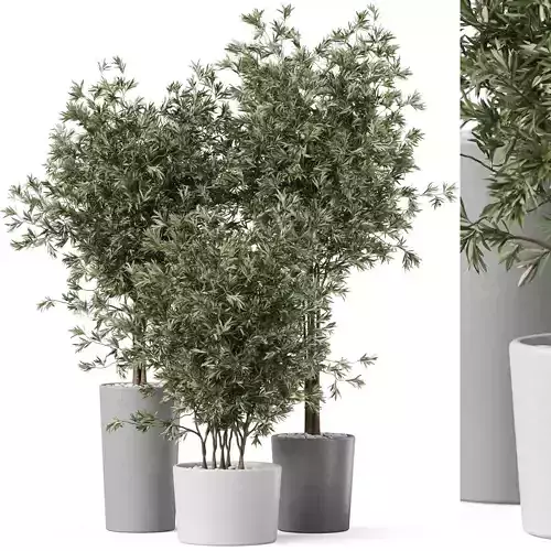 Plants collection 892 3D model