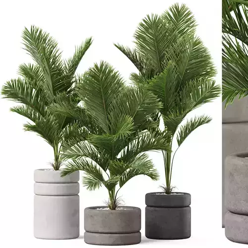 Plants collection 894 3D model