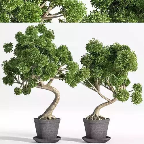 plant bonsai 04