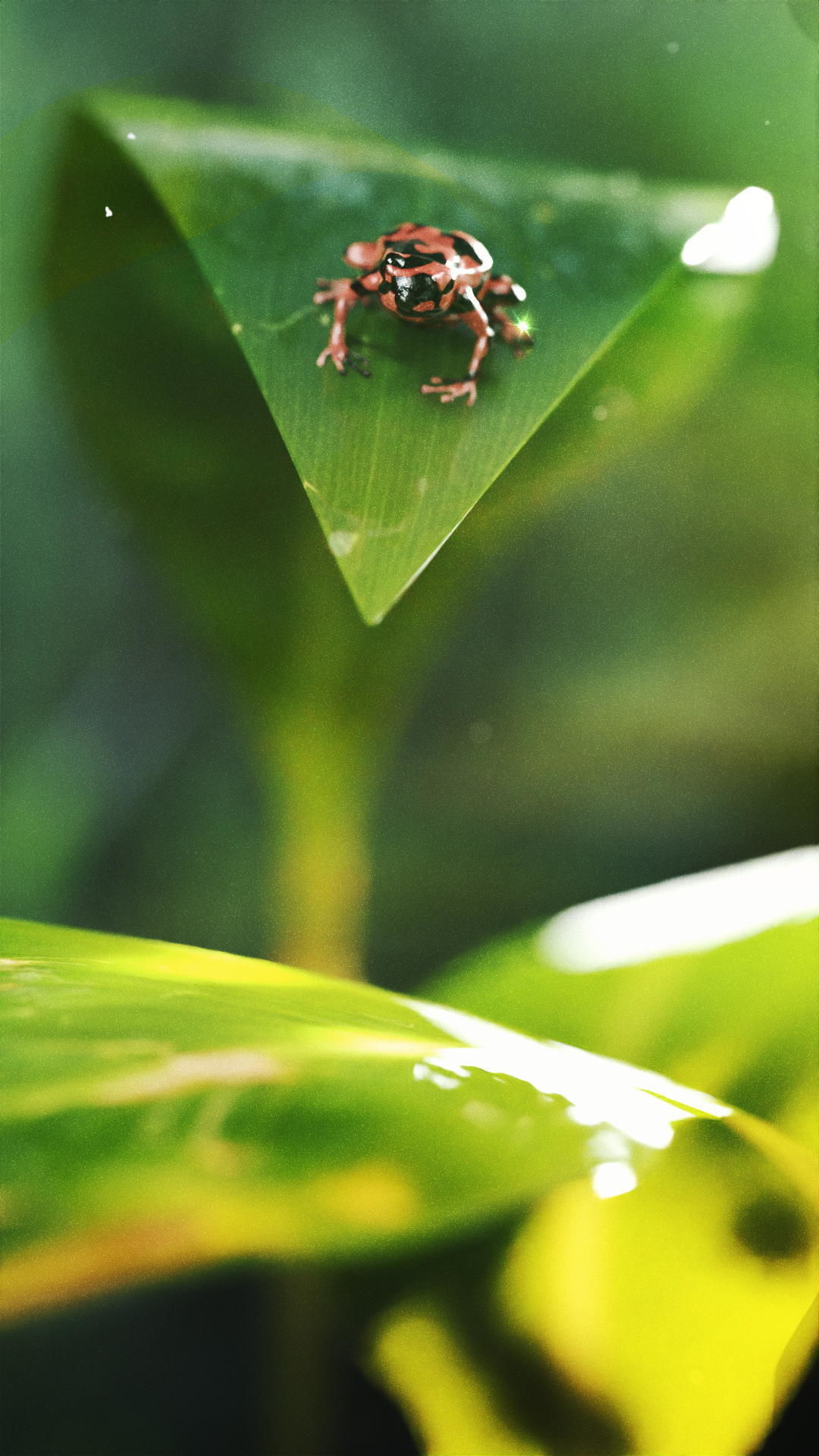 Dart Frog Low-poly 3D model_4