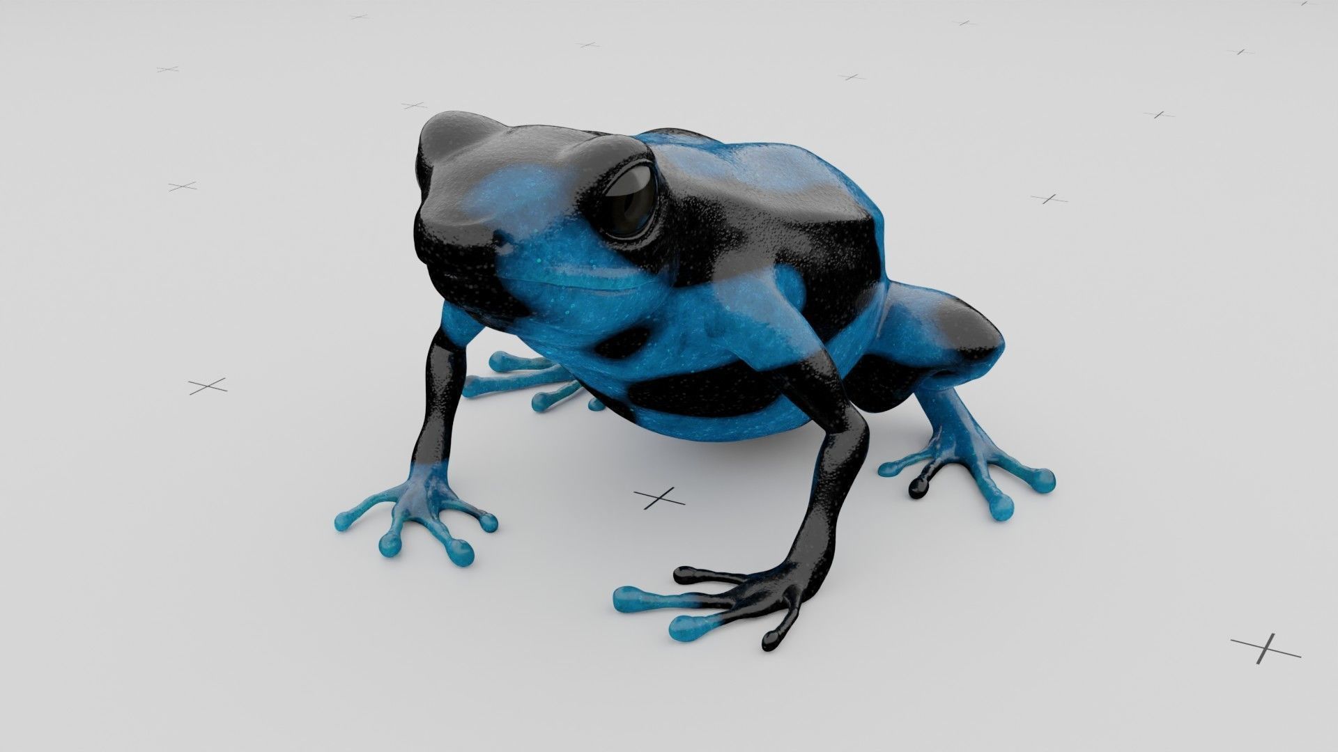 Dart Frog Low-poly 3D model_2