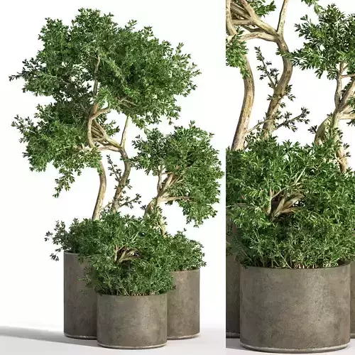 Outdoor Plants tree 14