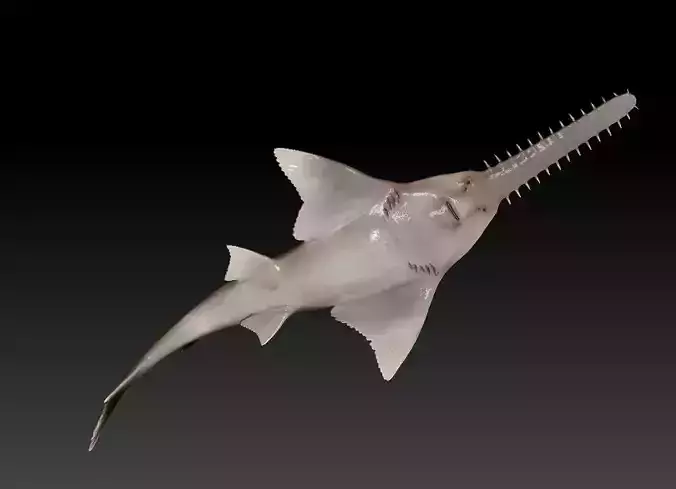 Sawfish shark with long tail