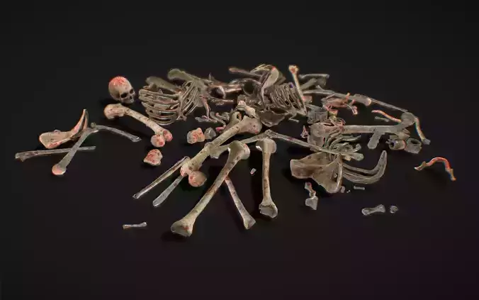 Skull Bones Remains Skeletons skulls Low-poly 3D model