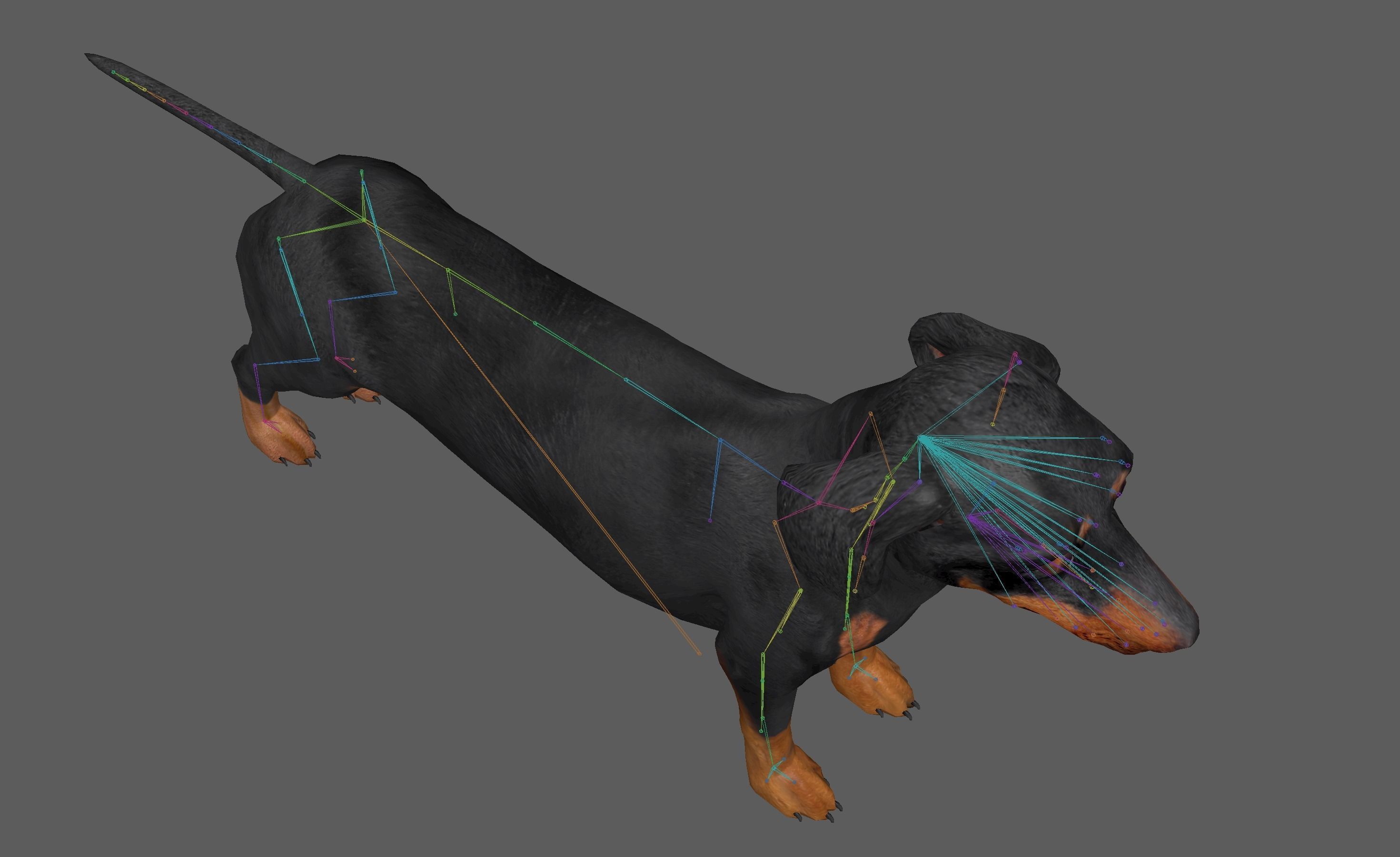 Dachshund Dog 3D model_15