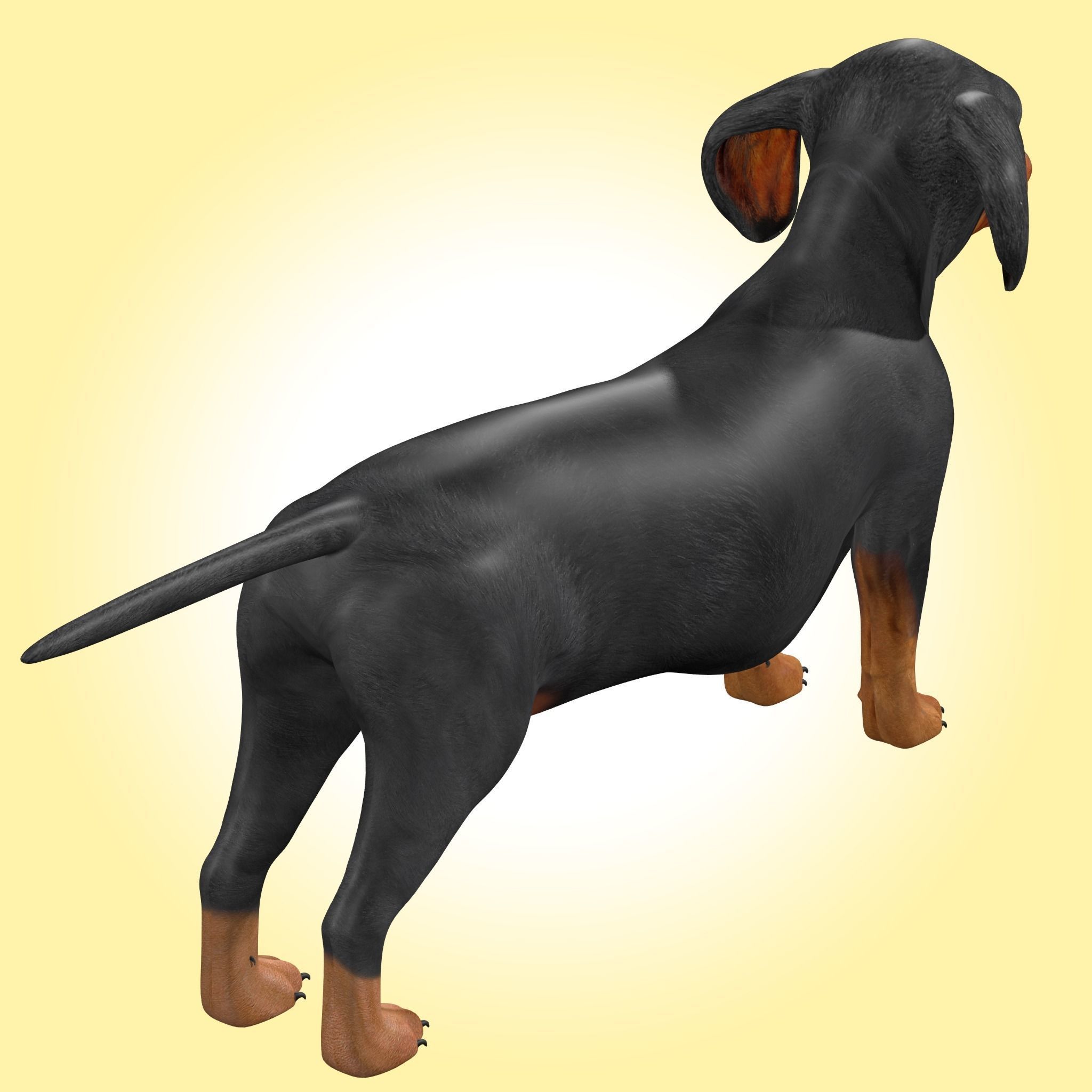 Dachshund Dog 3D model_7