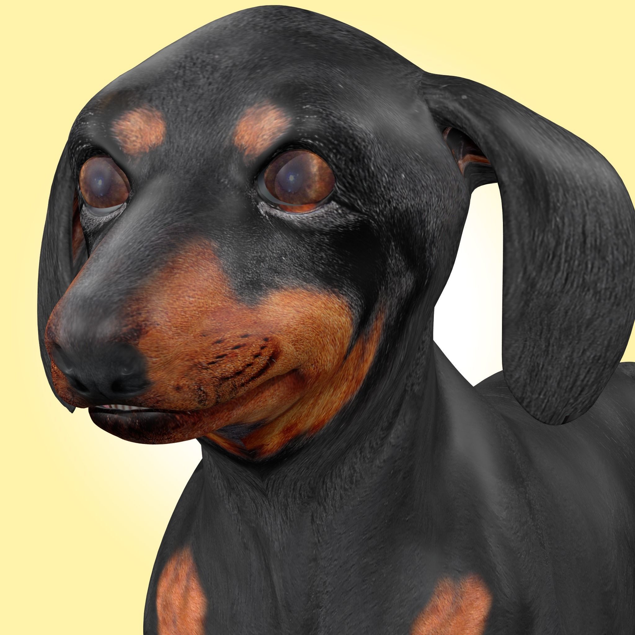 Dachshund Dog 3D model_5