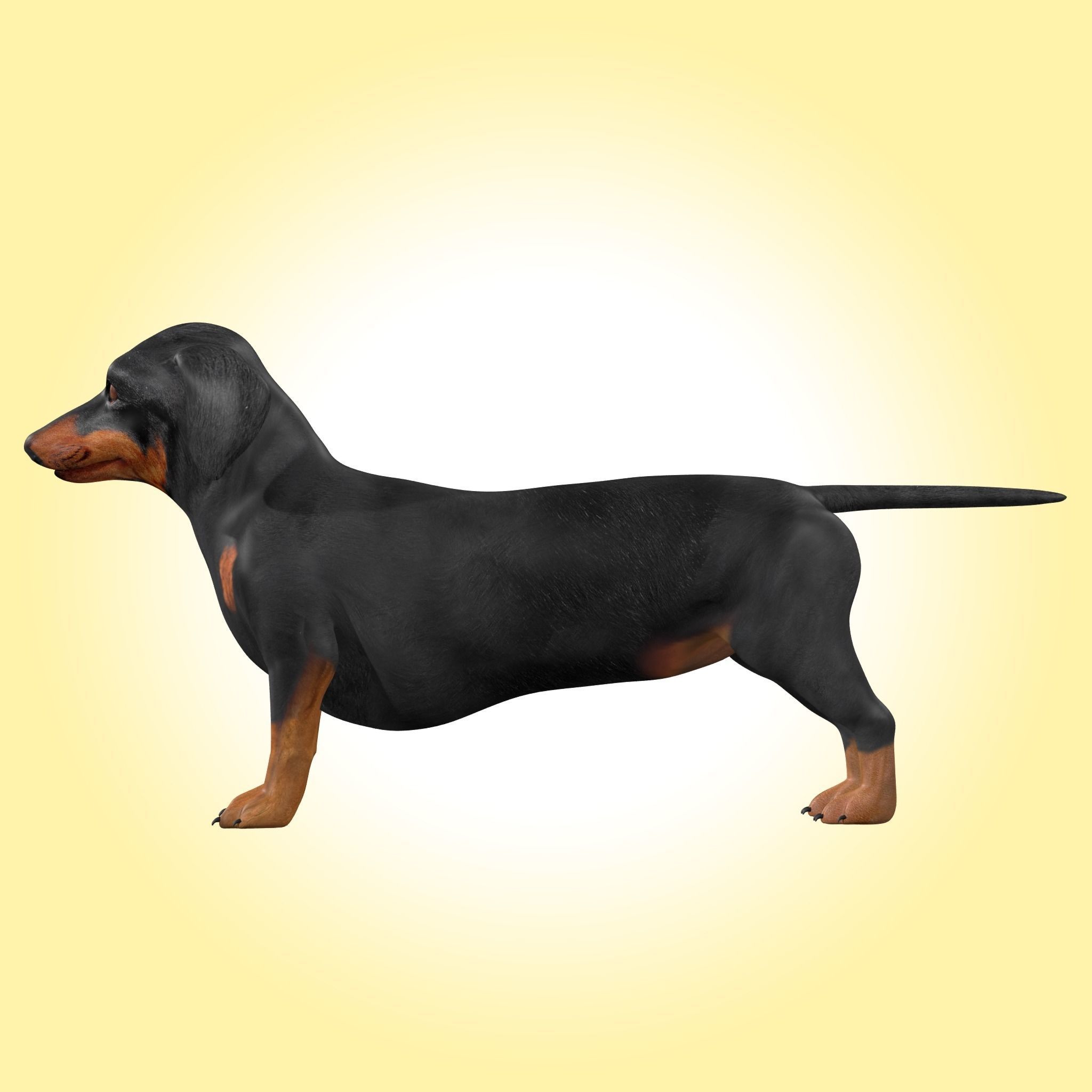 Dachshund Dog 3D model_2