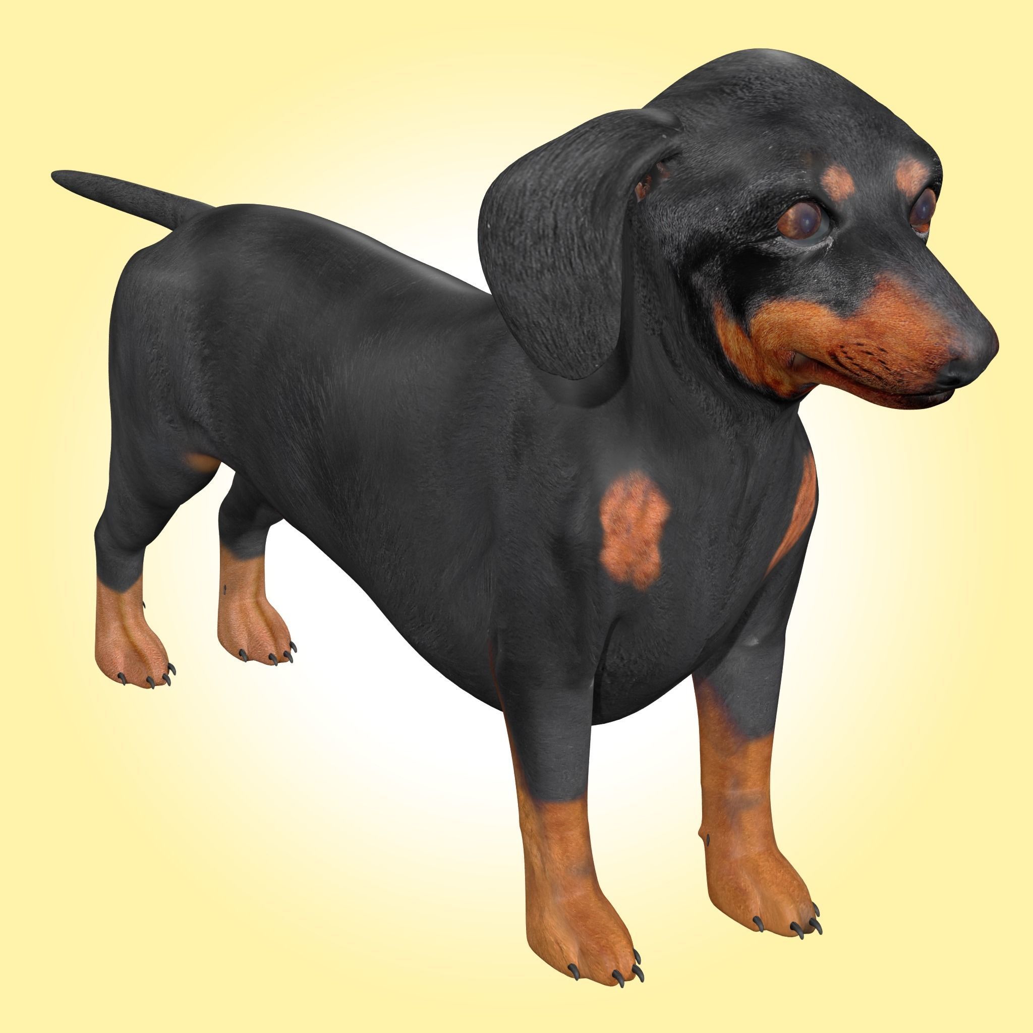 Dachshund Dog 3D model_1