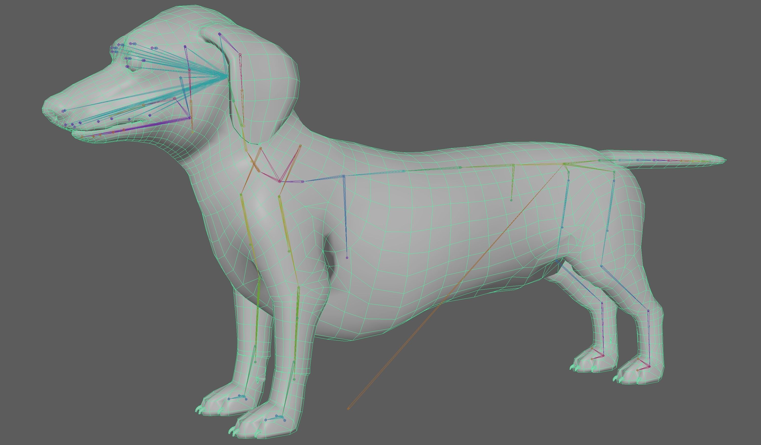 Dachshund Dog 3D model_14