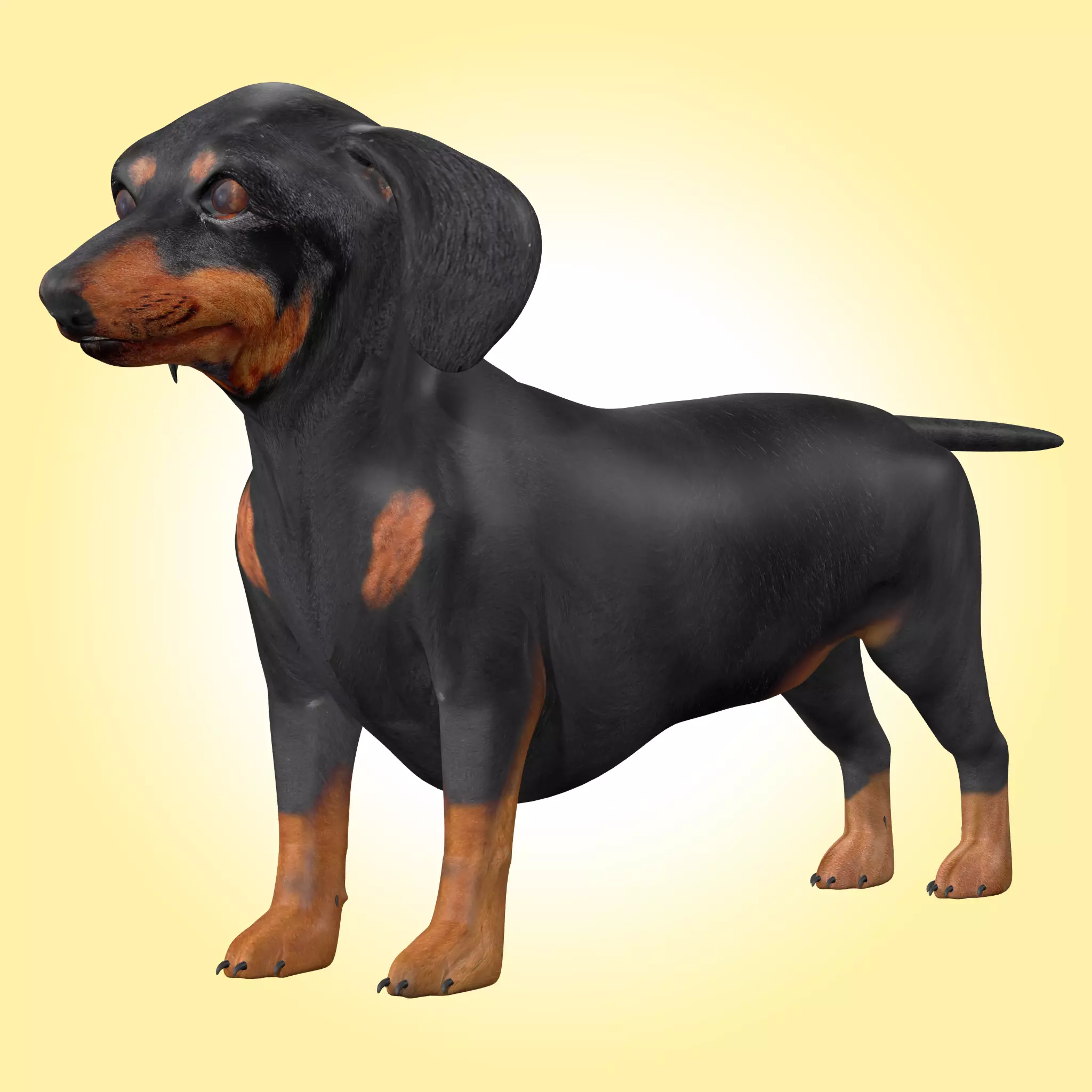 Dachshund Dog 3D model_0