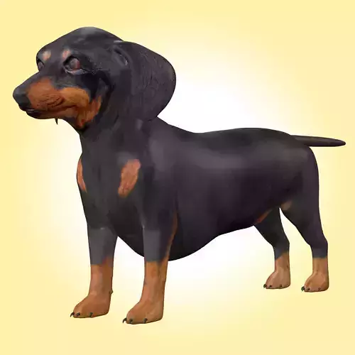 Dachshund Dog  3D model