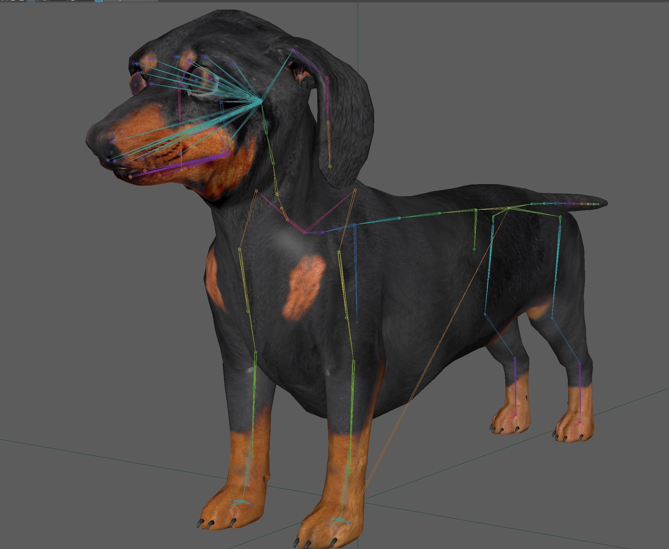 Dachshund Dog 3D model_11