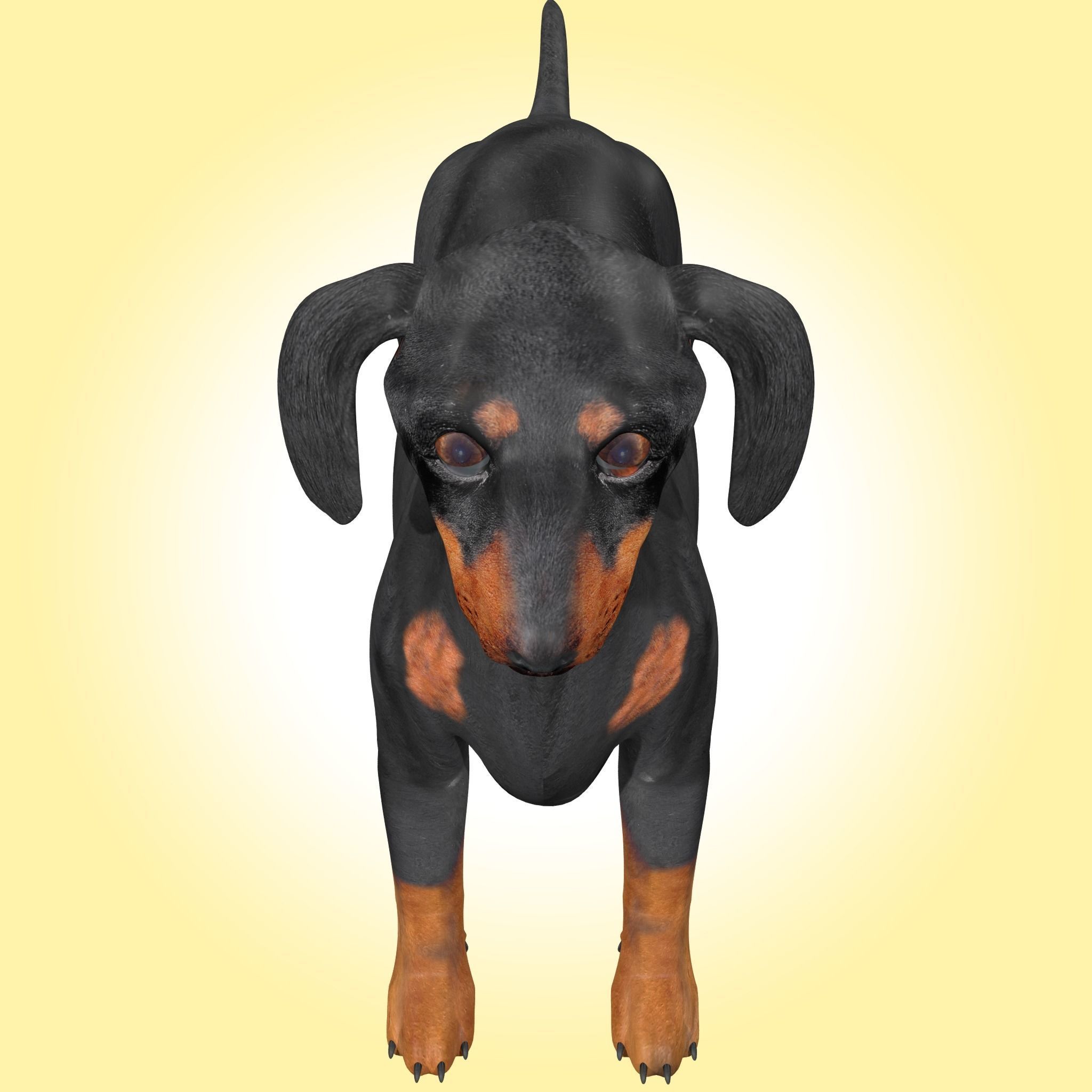 Dachshund Dog 3D model_4