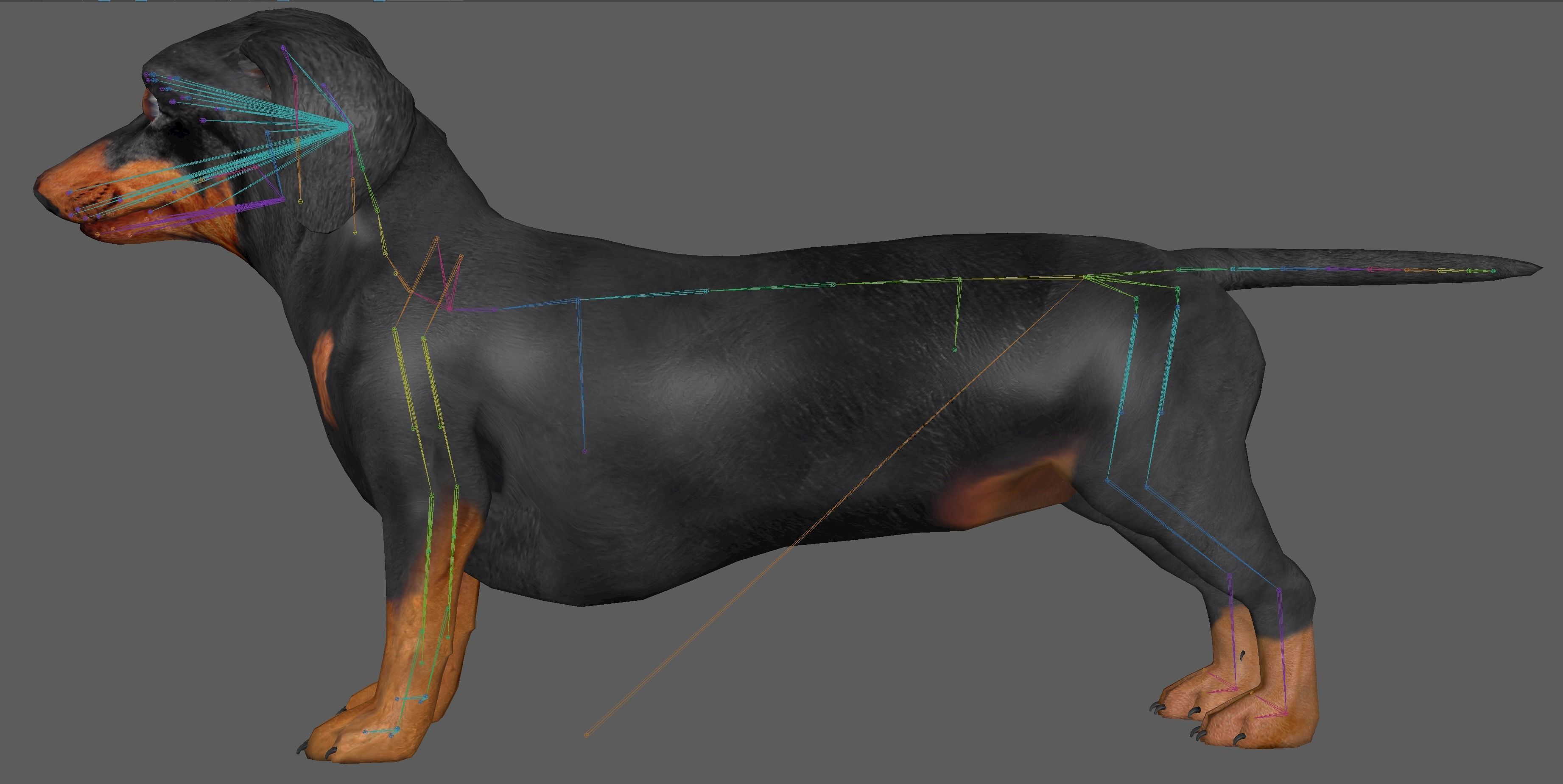 Dachshund Dog 3D model_20