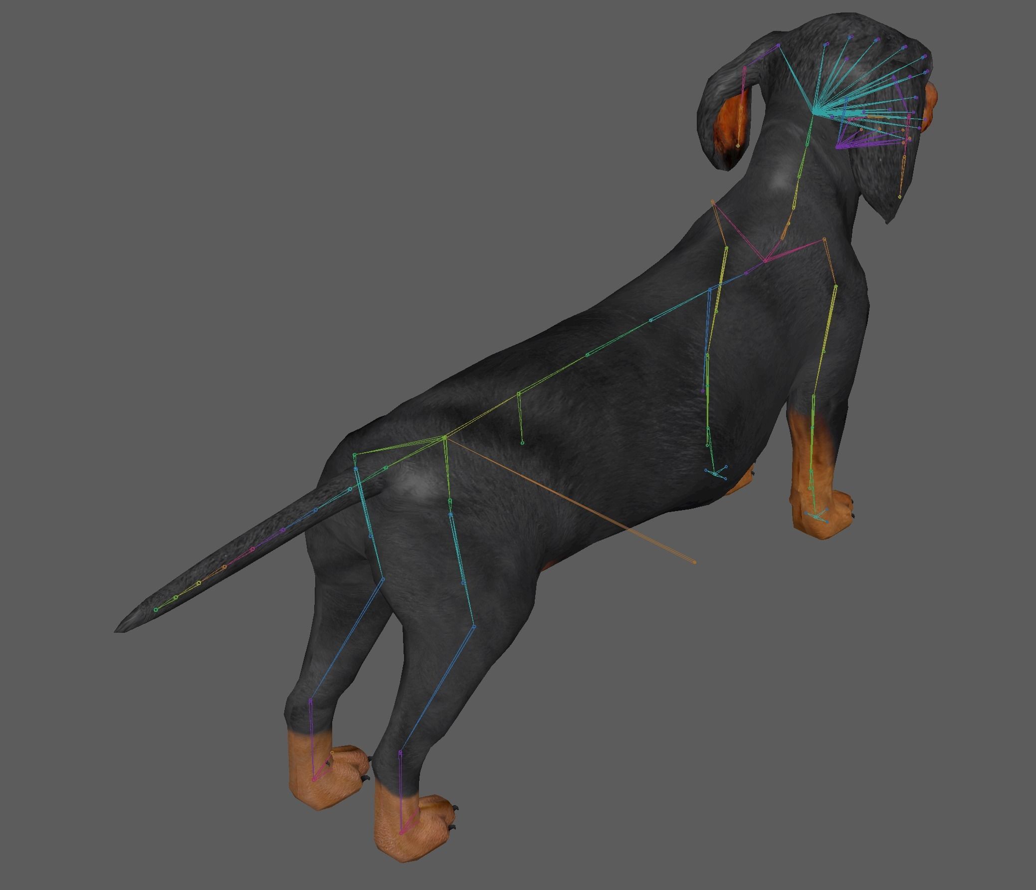 Dachshund Dog 3D model_10