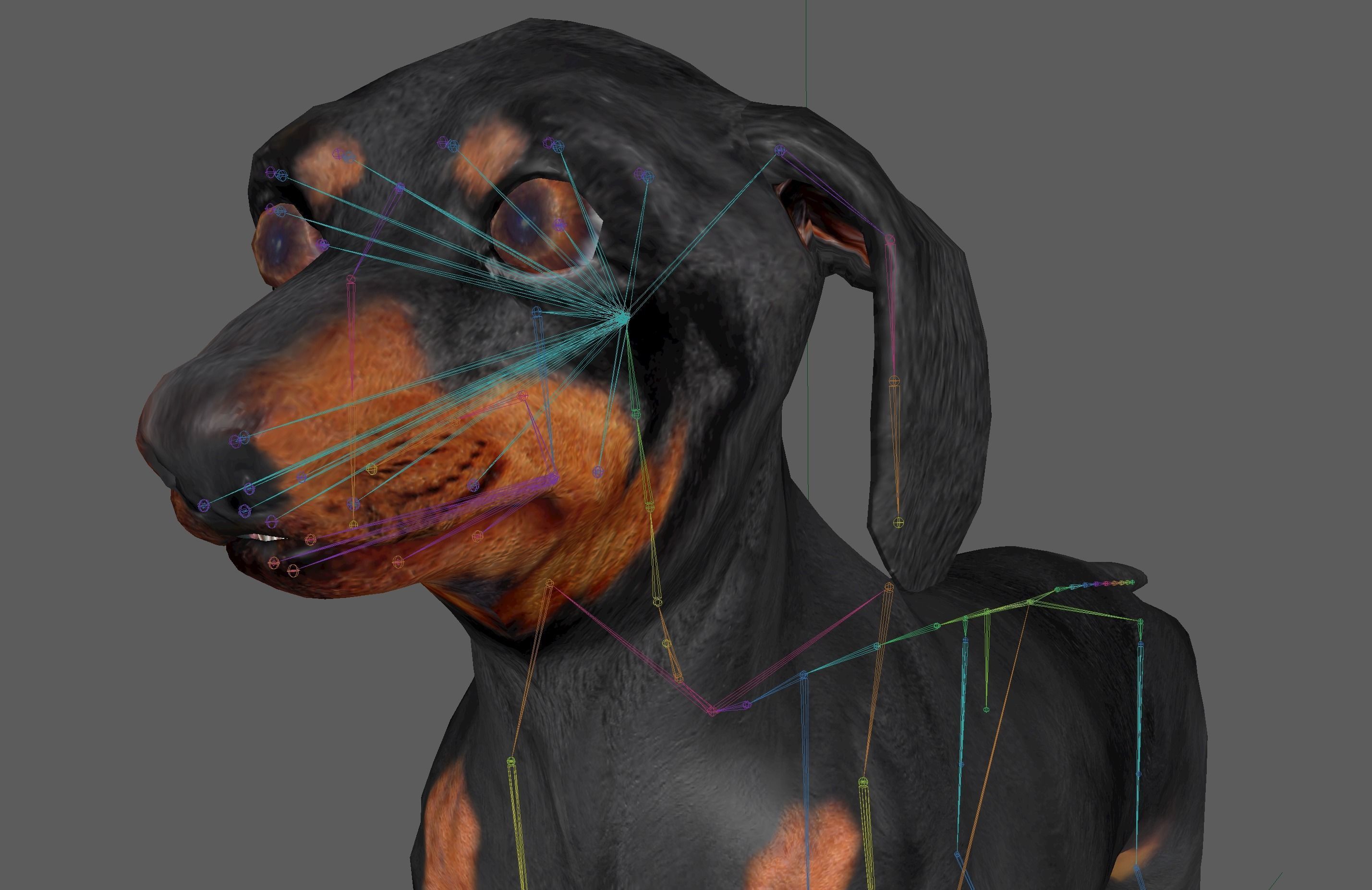 Dachshund Dog 3D model_18