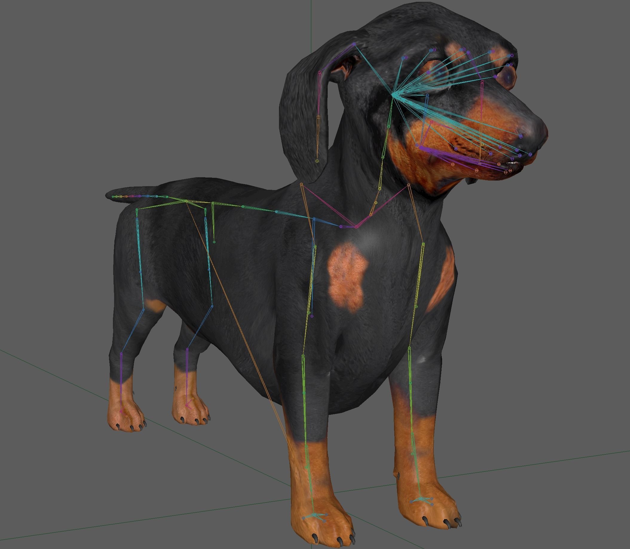 Dachshund Dog 3D model_22
