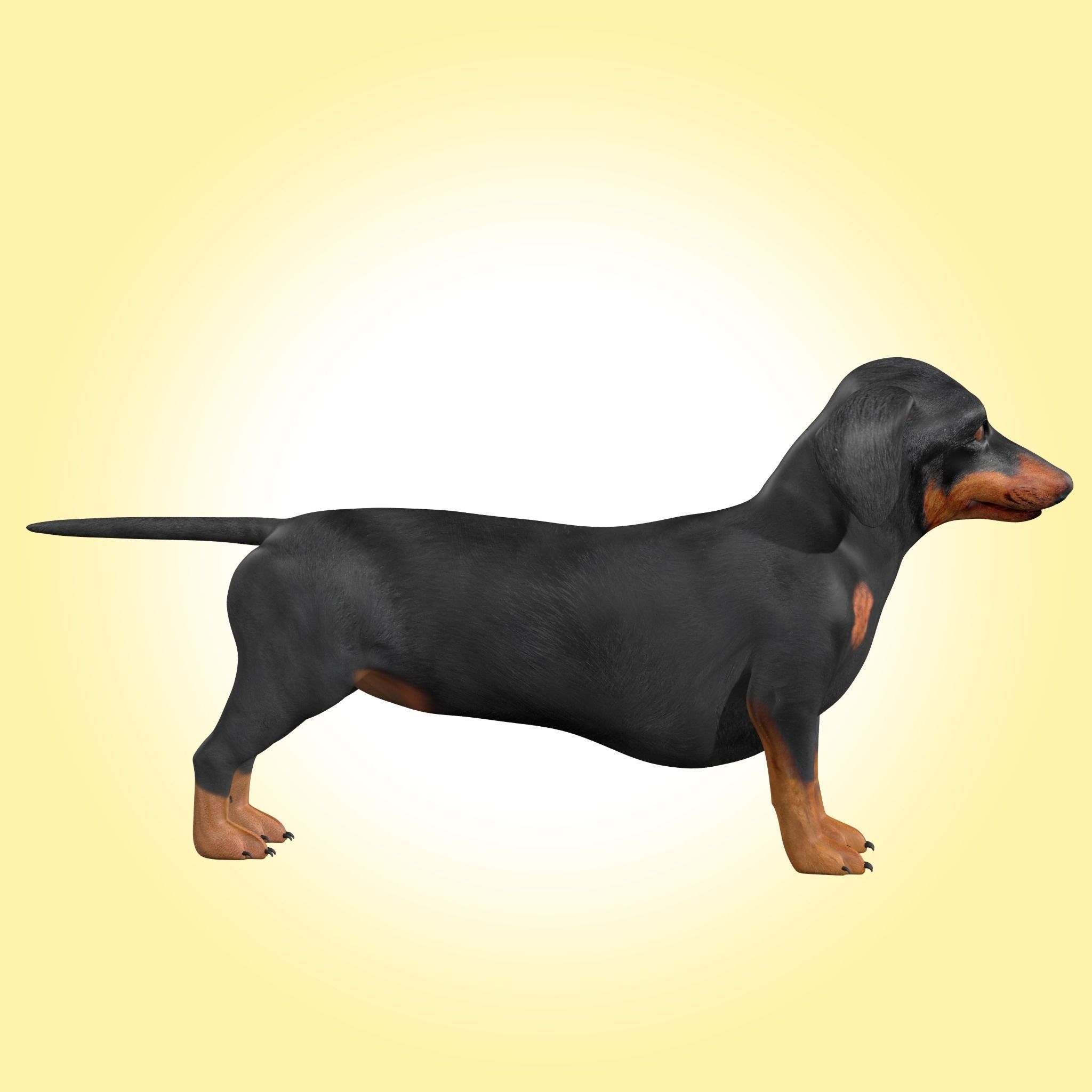 Dachshund Dog 3D model_3