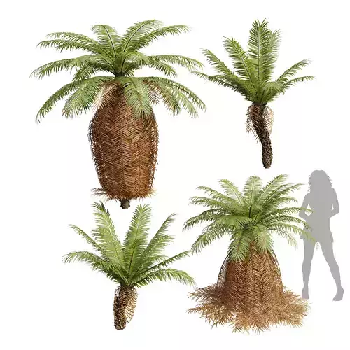New Plant Brainea Insignis Fern Long Beard 3D model