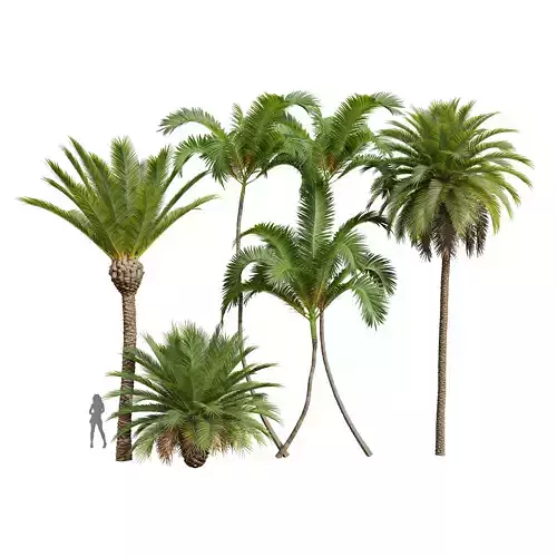 New Plant Phoenix Canariensis Phoenix Canariensis Areca Catechu 3D model