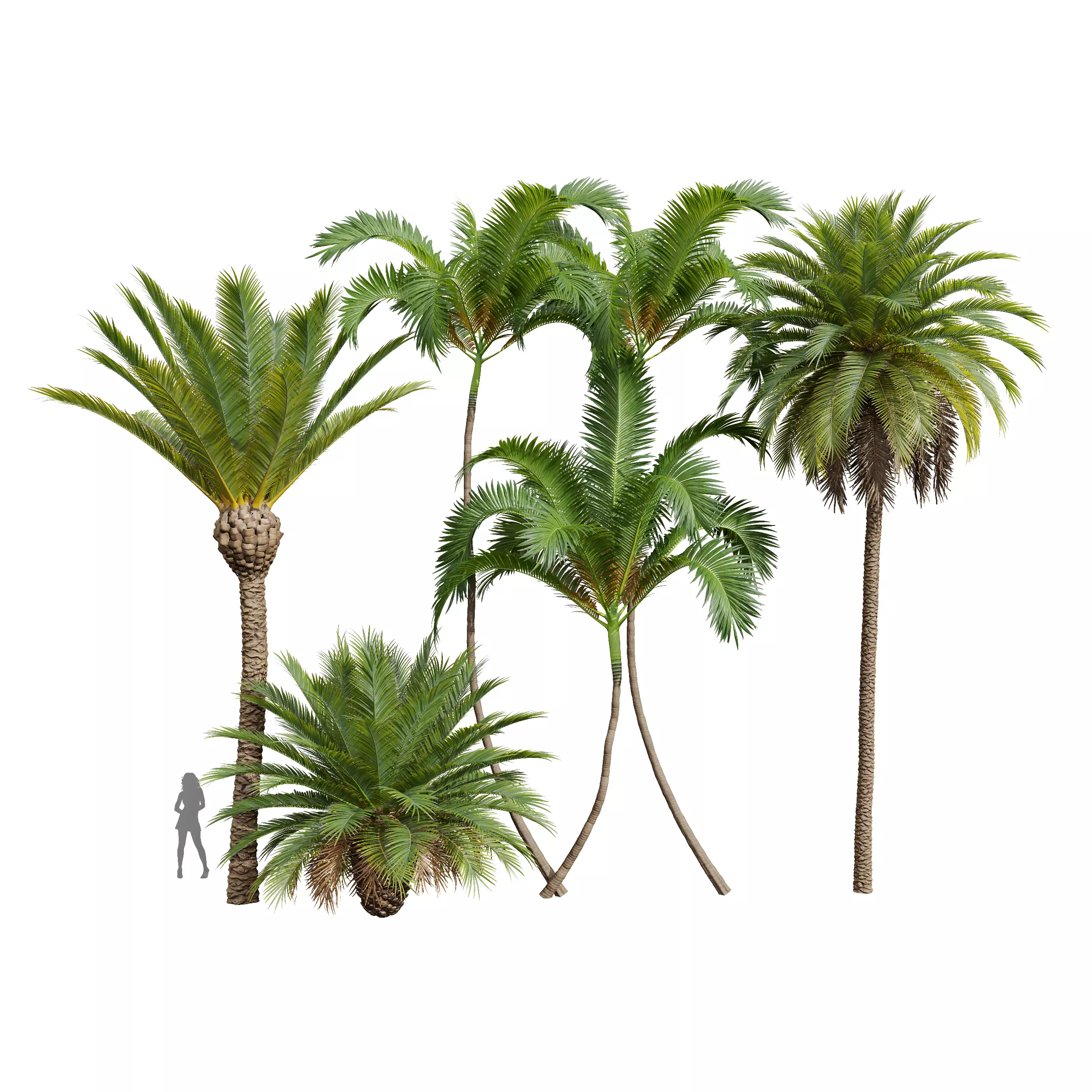 New Plant Phoenix Canariensis Phoenix Canariensis Areca Catechu 3D model