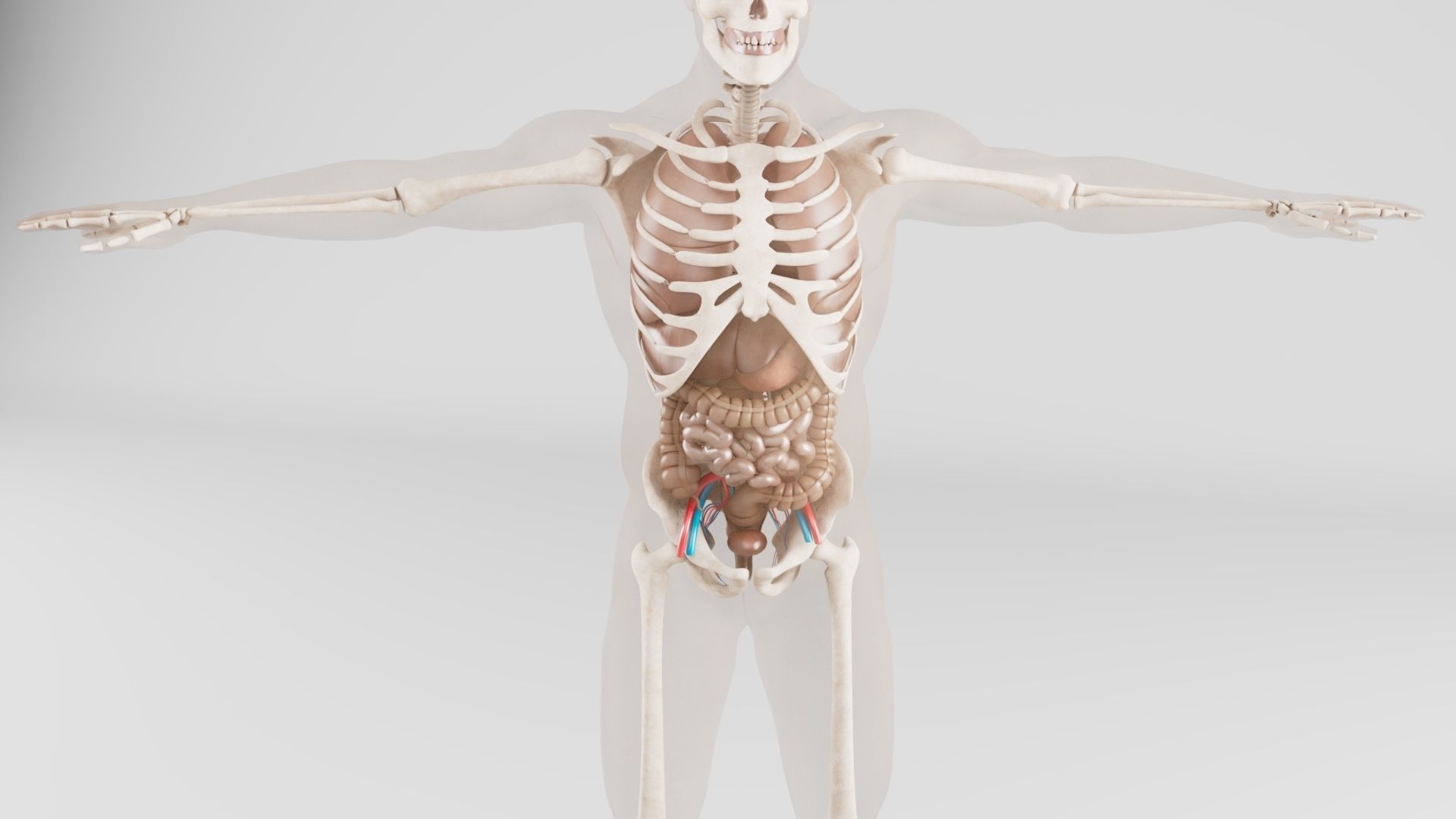  Human Respiratory System 3D model_4