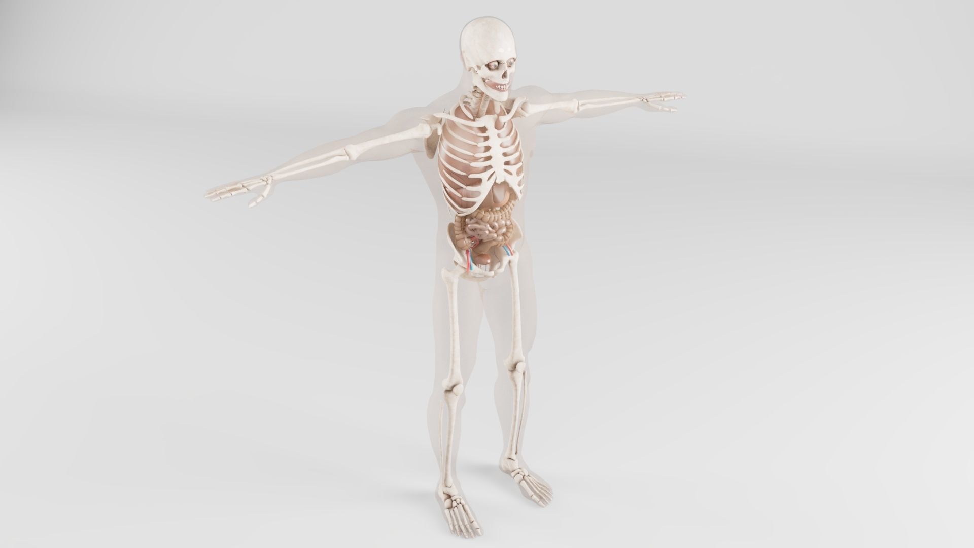 Human Respiratory System 3D model_2