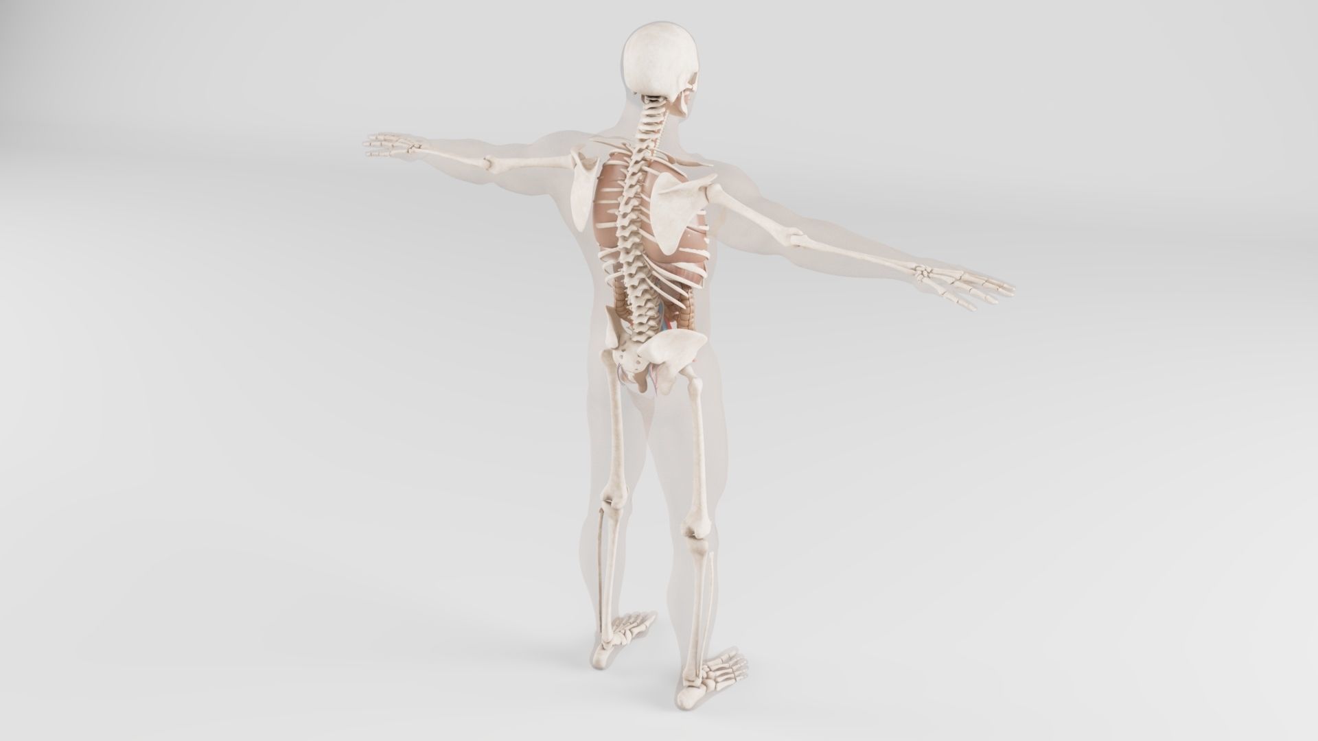  Human Respiratory System 3D model_3