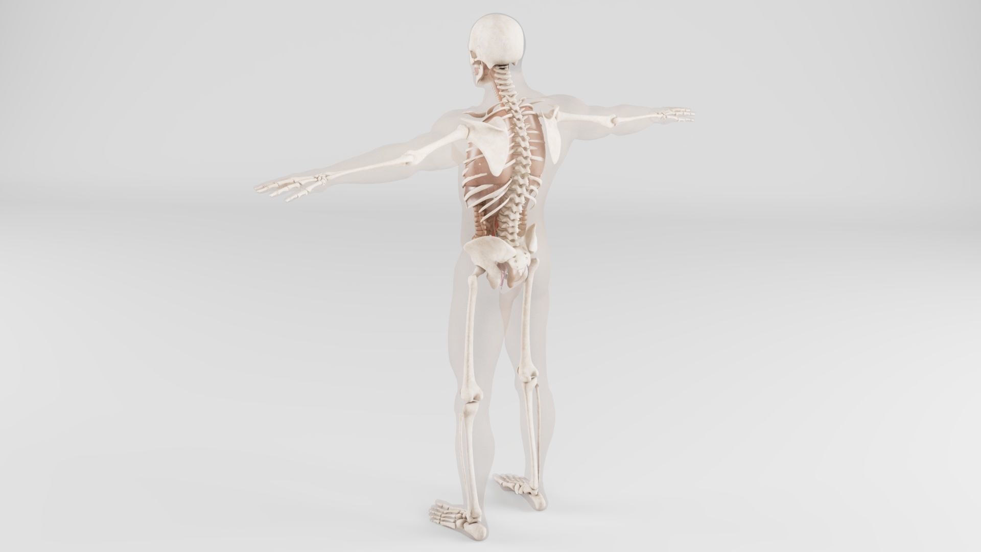  Human Respiratory System 3D model_5