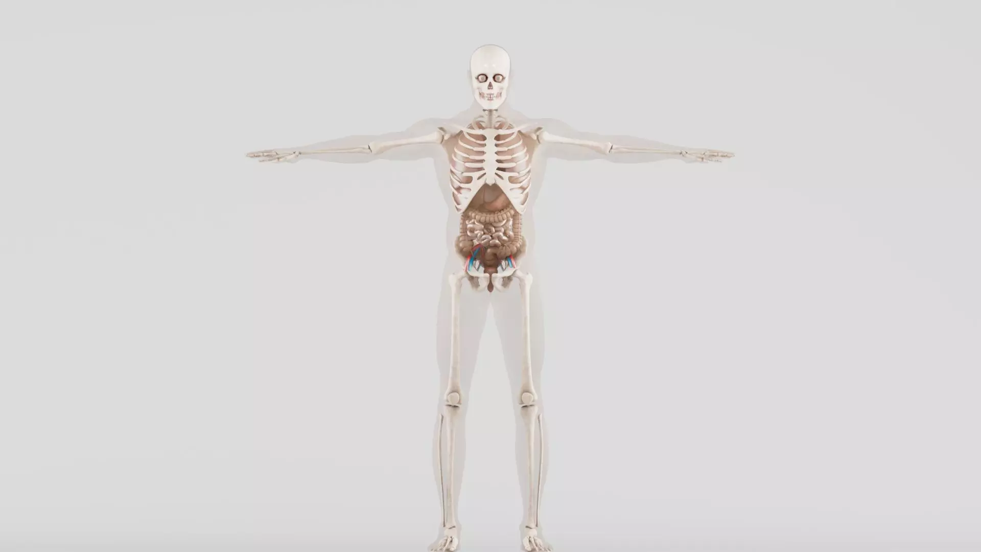  Human Respiratory System 3D model_0