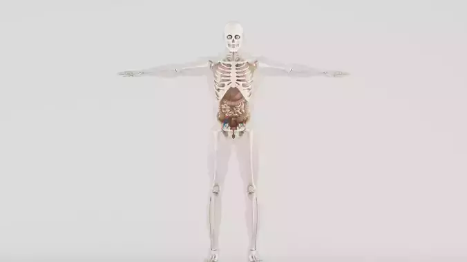  Human Respiratory System 3D model