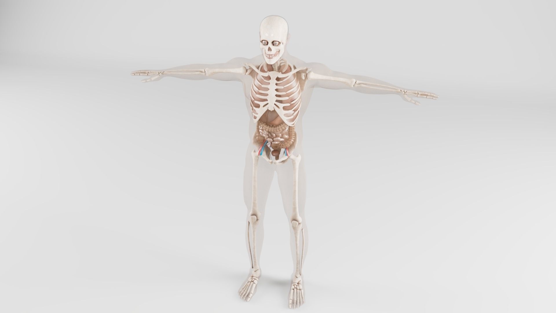  Human Respiratory System 3D model_1