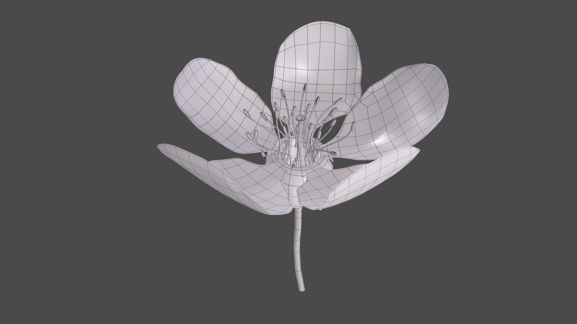 Lily flower 3D model_5