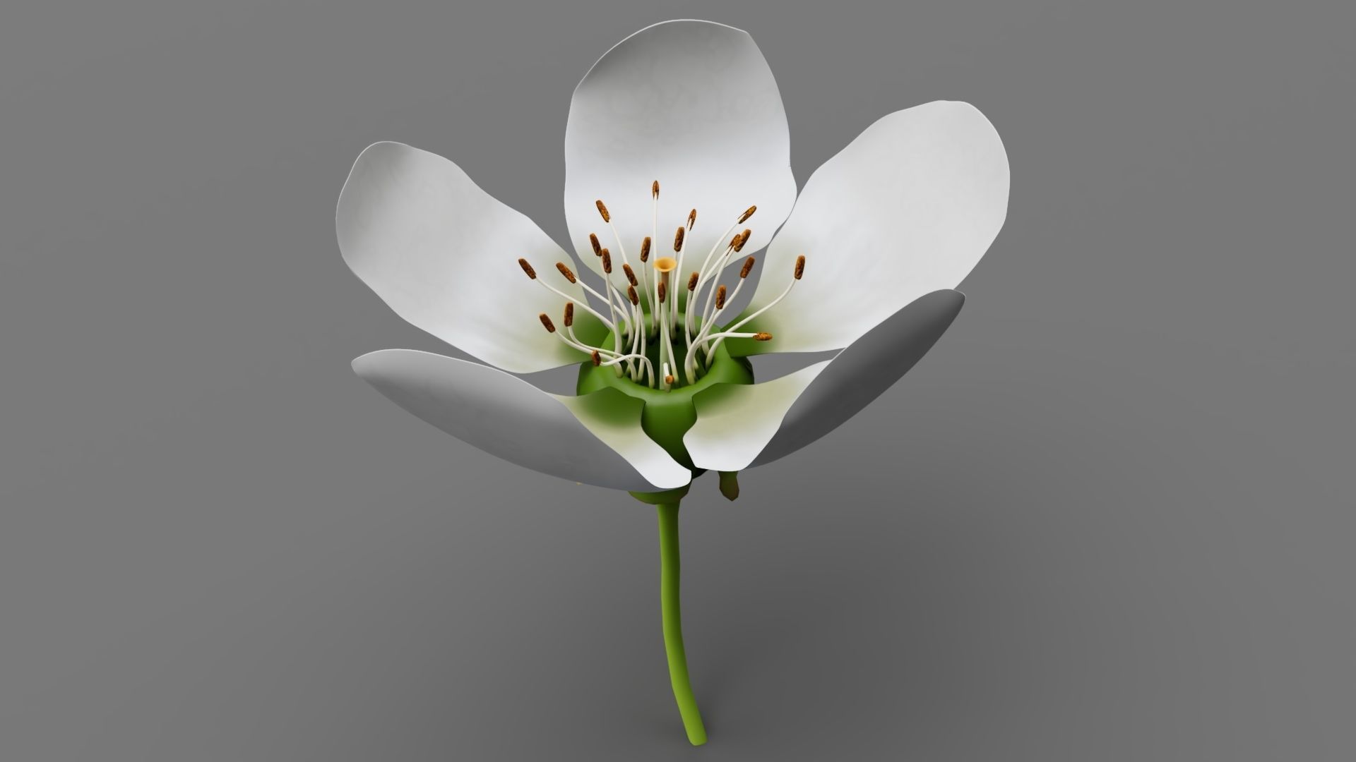 Lily flower 3D model_2