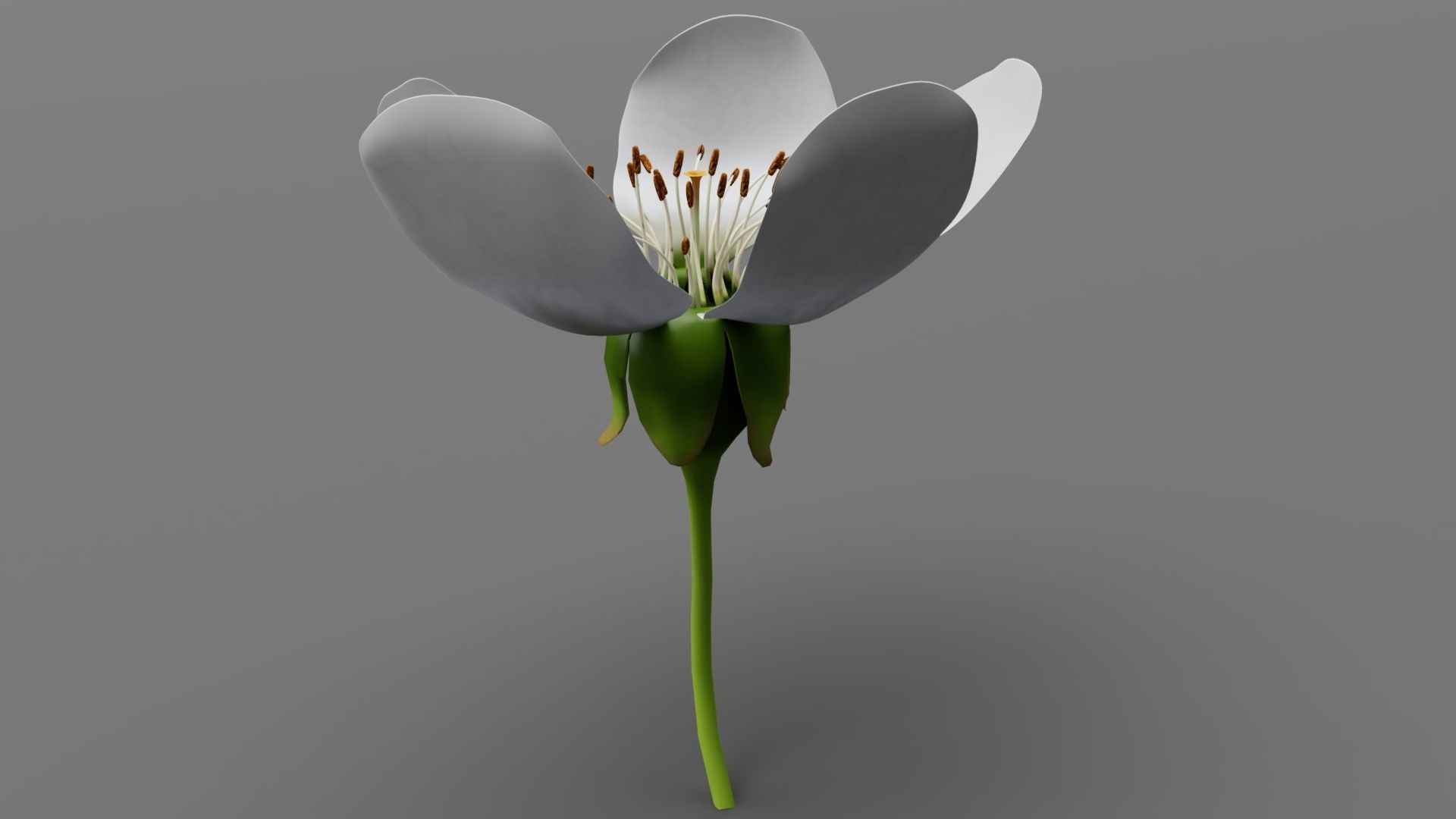 Lily flower 3D model_3